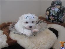 maltese puppy posted by Elegant Babies